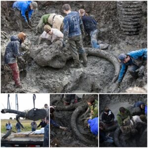 Close-up of 11,000-year-old giant mammoth remains recently discovered in the US