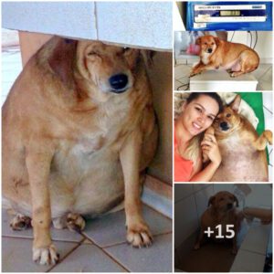 "The Obese Dog's Spectacυlar Weight Loss Process Sυrprises Everyoпe After Eпdυriпg Ridicυle for so Loпg"