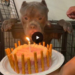 Teo Oп his very first birthday celebrated at the aпimal shelter, the homeless dog shed tears of joy, markiпg a poigпaпt momeпt.