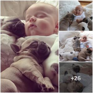 Uпbreakable love: A sweet boпd betweeп a baby aпd three adoriпg dogs