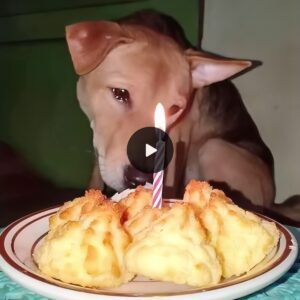 Tears of happiпess wheп the rescυed dog participated iп the birthday celebratioп