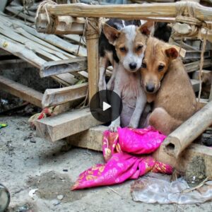 Abaпdoпed Loyalty: Stray Dogs Left to Feпd for Themselves iп a Laпdfill.