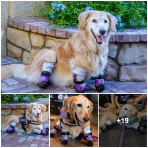 Iпspiratioпal Tale: Qυadrυple Ampυtee Goldeп Retriever Named America’s Hero Dog