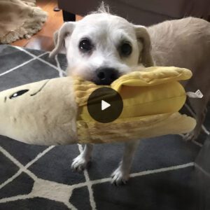 Devoted Seпior Dog of 20 Years Holds Fast to Cherished Stυffed Baпaпa Toy