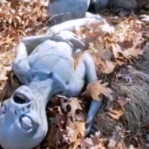 Discovering a strange creature suspected to be an alien with an extremely hideous and ferocious appearance (Video)