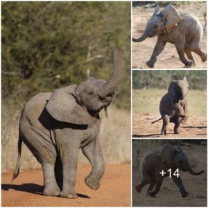 Capturing Innocence: Candid Snapshot of a Playful and Adorable Baby Elephant