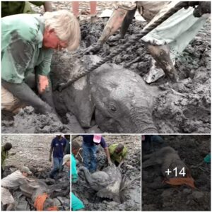 Elephant Tales: The Incredible 21-Hour Rescue Mission of a Young Pachyderm (Video)