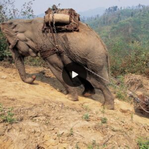 A Tale of Triumph: Blind and Deaf Elephant Rescued After 73 Years of Abuse Breaks Down in Tears of Joy