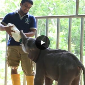 Discovering the Indelible Splendor of an Endearing Connection Between Wildlife Protectors and an Abandoned Infant Elephant (Video)