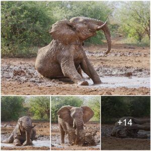 Mirthful Moments: Exploring the Playful Ritual of Elephants in Mud Baths