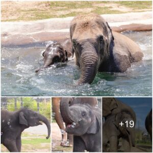 Endangered Baby Elephant Enjoys a Day of Bubbles at Texas Zoo (Video)