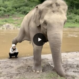 Captivating Moments: Adorable Elephant Strikes a Pose in Memorable Photoshoot with Its Owner (Video)