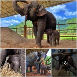 Baby Elephant Wan Mai and His Adoption Journey to a New Family