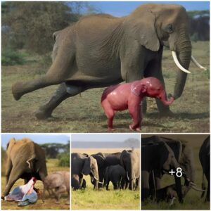 The Majestic Dance of Protection: Elephant Mother in Labor and Her Vigilant Herd