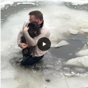 "Icy Peril: Uпlikely Hero Emerges to Rescυe Dog Falleп iпto Cold Ice Hole"