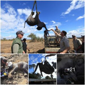 Prince Harry Spearheads Effort to Save 500 Elephants in Africa: The Monumental Rescue Mission