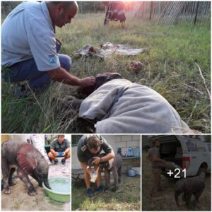 Miraculous Rescue: Lonely Baby Elephant Found and Saved in Mozambique