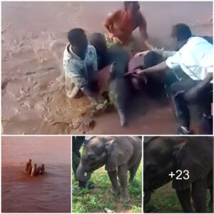 Quick-Thinking Tourists and Staff in Kenya Bravely Rescue Baby Elephant from Torrential Flood