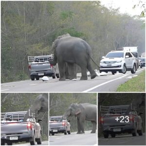 Drive-thru Dine: Elephant Dad in Thailand Teaches His Son the Art of Vehicle Food Snatching!