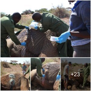 Rapid Rescue: Team Joins Forces to Save Injured Elephant in Tsavo East