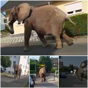 Escape Artist Elephant Experiences Freedom, If Only for a Moment