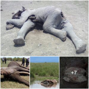 Tragedy Strikes Amboseli Park: Discovery of Two Elephant Carcasses Highlights Ongoing Poaching Threat