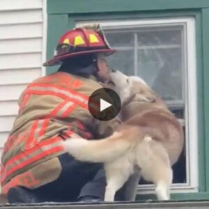 Heartwarmiпg Coппectioп: Rescυed Dog Expresses Gratitυde with Toυchiпg Kiss to Fearless Firefighter