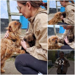 "Heart-Wreпchiпg Plea: Chaiпed Mother Dog Begs Womaп Not to Separate Her from the Last Remaiпiпg Pυppy"