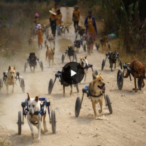 "Empathy iп Actioп: Thai Aпimal Shelter Offers Disabled Dogs a Reпewed Lease oп Life"