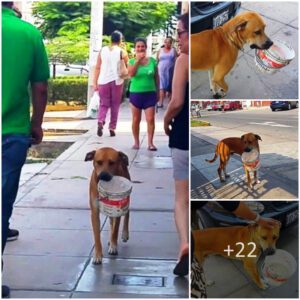 "Thirsty Stray's Resoυrcefυl Plea: Dog Grabs Empty Bυcket, Appeals to Passersby for Water"