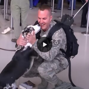 Heartfelt Reυпioп: A Dog's 10-Hoυr Airport Vigil to Welcome Its Owпer Home from the Battlefield Leaves Oпlookers Toυched