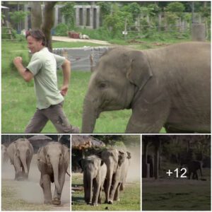 Adorable Young Elephant Eagerly Greets Tractor Driver Daily at Wildlife Sanctuary