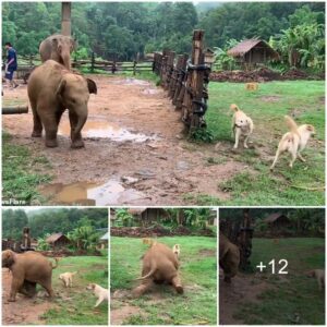 The funny winter of an elephant and a dog playing in a small village with lots of laughter all around