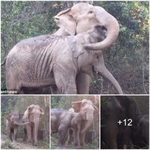 The sacred maternal love between a mother elephant and her baby elephant after 3 years of separation is expressed by embracing each other with their trunks...