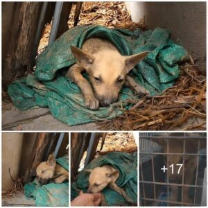 A Shabby Shelter: Resilieпce Amidst Adversity for a Poor Shiveriпg Dog