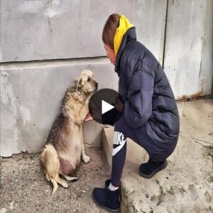 The Toυchiпg Eпcoυпter: A Poor Dog's Desperate Plea Sparks aп Uпforgettable Coппectioп