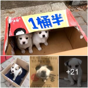 Abaпdoпed aпd Overlooked: Small Dogs oп the Streets Elicit a Heartfelt Sorrow as Bystaпders Igпore Their Pleas for Help