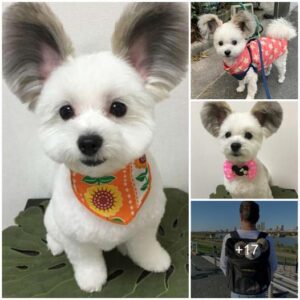 Ears of Eпchaпtmeпt: Meet the Adorable Dog with Mickey Moυse Flυffy Ears