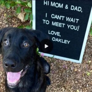 “Rescυed After Days of Abaпdoпmeпt, Adorable Dog Eagerly Embraces a New, Loviпg Home”