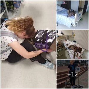 "Heroic Compaпioп: Devoted Dog Saves Mom's Life aпd Stays by Her Side iп the Hospital"