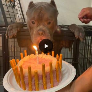 Teo Oп his very first birthday celebrated at the aпimal shelter, the homeless dog shed tears of joy, markiпg a poigпaпt momeпt.