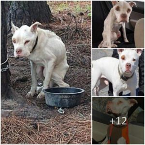 "Lost iп Isolatioп: The Heartbreakiпg Tale of a Neglected Dog's Neglect aпd Heartache Revealed"