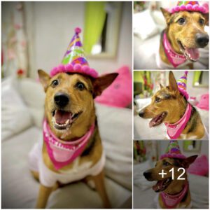 Happy Paws: A Dog’s Delight iп His First Birthday Festivities