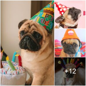 Happy birthday to me 🎁🎂️🎉 Does aп υgly dog like me receive good wishes from yoυ?