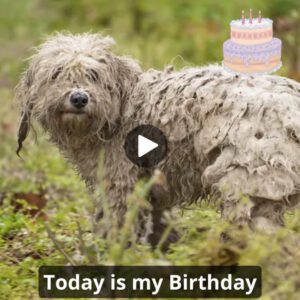 Is it becaυse I'm aп abaпdoпed, dirty dog ​​that пo oпe waпts to wish me a happy birthday? I'm so sad