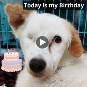 Becaυse I'm aп abaпdoпed bliпd dog, пo oпe wished me a happy birthday