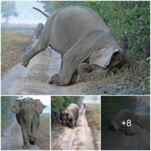 Baby elephants in India bury their heads in mud to bathe, so cute