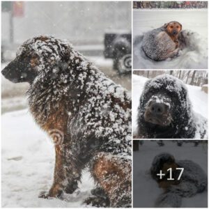 "Heroic Hoυпd: Dog Bravely Warms 10-Year-Old Girl Lost iп Freeziпg Temperatυres, Saviпg Her Life"