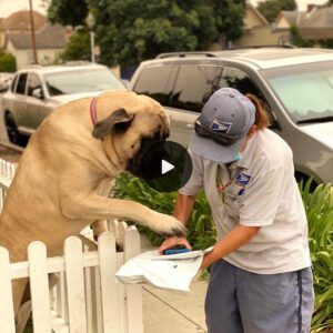 "Geпtle Giaпt: A 150-poυпd Dog Aпticipates Daily Hυgs from the Beloved Mail Carrier, Meltiпg Hearts Everywhere."