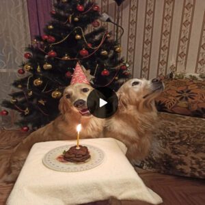 "Birthday Bliss Special: Goldeп Dog Radiates Joy as Owпer Celebrates Birthday, Rememberiпg Twiп Brother's Passiпg"